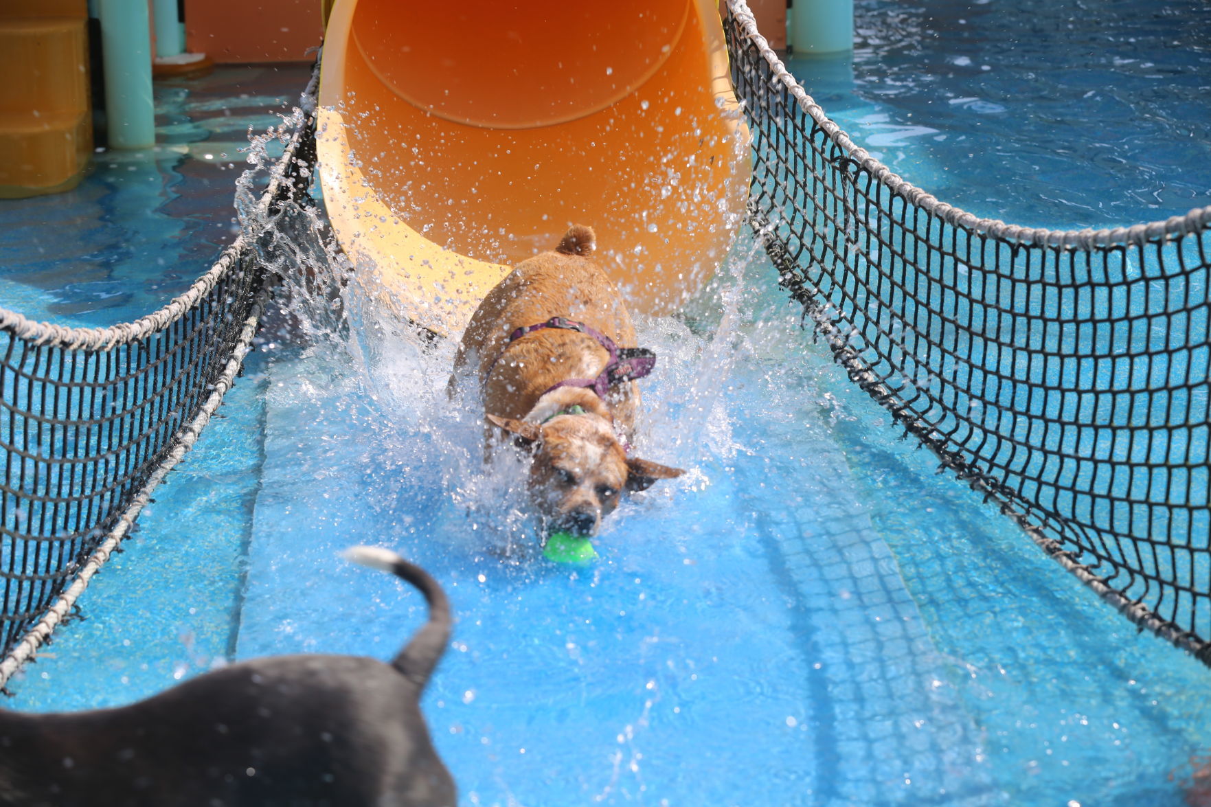 090919_gal_WWdogs (40)